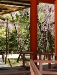 Heian Jingu Shrine's Soryu-ro, photography, Japanese cherry blossoms, Shidarezakura or weeping cherry, hanami, Heian-Jingu Shrine, Heian-Jingu Cherry Blossom Season, photography by Jim Caldwell Redondo Beach