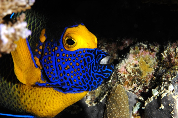 Palau fish, Blue Corner