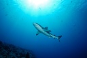 Reef Shark - Palau Blue Corner