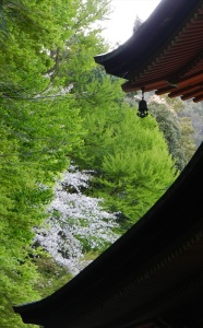 Horinji Temple Shinto Wash Basin, Horinji Temple Cherry Blossoms