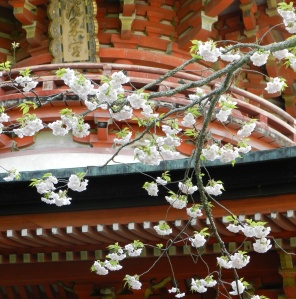 Horinji Temple tahoto, Horinji Temple Cherry Blossoms