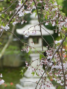 Japanese lanterns, Horinji Temple tahoto, Horinji Temple Cherry Blossoms