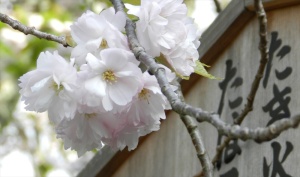 Horinji Temple tahoto, Horinji Temple Cherry Blossoms