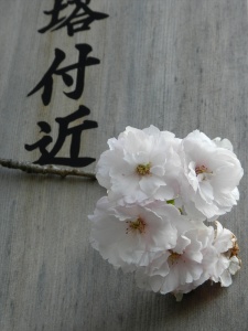 Sakura, Horinji Temple tahoto, Horinji Temple Cherry Blossoms
