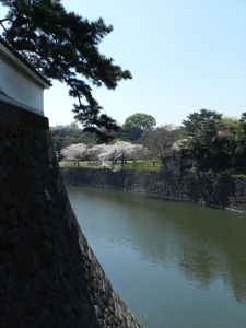 Moat of Swans at Tokyo Imperial Palace during sakura season