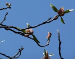 Pink Cherry Blossom Buds Imperial Palace Tokyo Kokyo