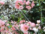 flower photography, Japanese cherry blossoms, Shidarezakura or weeping cherry, hanami, Imperial Palace Tokyo, Imperial Palace Tokyo Cherry Blossom Season, photography by Jim Caldwell Redondo Beach