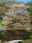flower photography, Japanese cherry blossoms, Shidarezakura or weeping cherry, hanami, Imperial Palace Tokyo, Imperial Palace Tokyo Cherry Blossom Season, photography by Jim Caldwell Redondo Beach