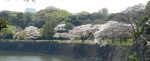 Sakura season at Imperial Palace in Tokyo, Imperial Palace Tokyo Cherry Blossoms, photography by Jim Caldwell Redondo Beach