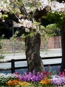 flower photography, Japanese cherry blossoms, Shidarezakura or weeping cherry, hanami, Imperial Palace Tokyo,  Imperial Palace Tokyo Cherry Blossom Season, photography by Jim Caldwell Redondo Beach
