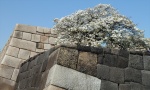 Walls at Imperial Palace Tokyo Spring time